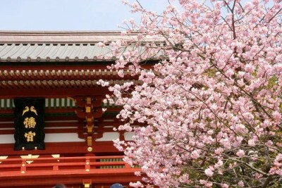 鶴岡八幡宮の桜見ごろライトアップはいつ 駐車場もチェック 生活の知恵 お役立ち情報