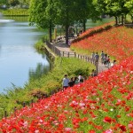 花フェスタ記念公園バラ祭り2020春秋の見ごろ割引情報もあります！