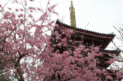 本土寺 桜
