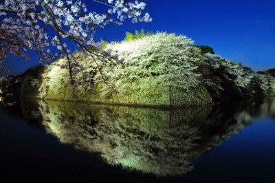 彦根城 夜桜