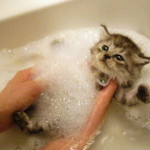 猫がお風呂を好きになる！猫が気持ちよくなるお風呂の入れ方！