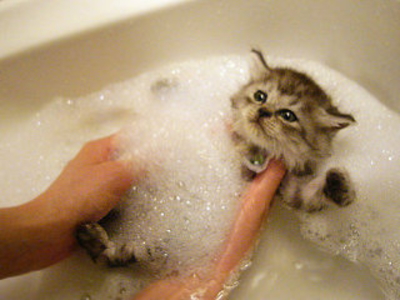 猫 お風呂
